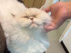 -御宝贝·A梦猫科宠物医院(国际猫友好医院)