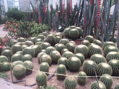 -石家庄市植物园