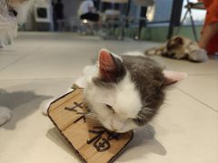 -怪兽屋·羊驼·猫咖·狗咖(俊华广场店)