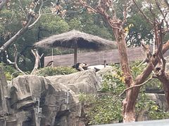 -武汉动物园