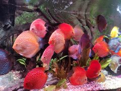 -上海海洋水族馆