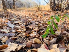 -塞罕坝国家级自然保护区