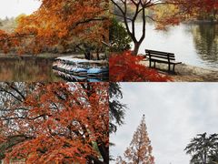 -上海共青森林公园