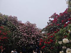 -贵州百里杜鹃风景名胜区
