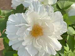 -洛阳市隋唐城遗址植物园