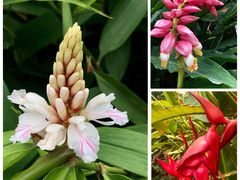 -中国科学院华南植物园