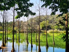 -中国科学院华南植物园