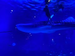 -烟台海昌鲸鲨海洋公园