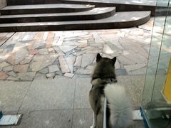 -陈有良尖椒鸡(渝中旗舰店)