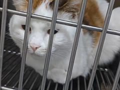 -A猫a狗全科·犬猫异宠·芥西宠物医院(南开总院)