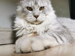 -十年猫舍·猫咪专门店(普陀店)
