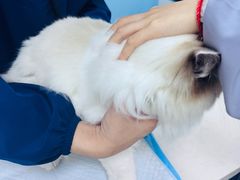 -贝康宠物医院·犬猫全科·小动物特色诊疗中心(东环路店)