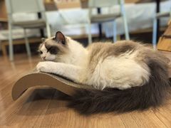 -MOYOYO猫咪咖啡店