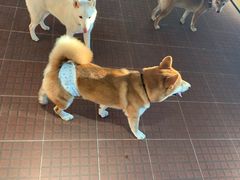 -柴犬高等学院·狗咖·柴犬售卖·宠物训练