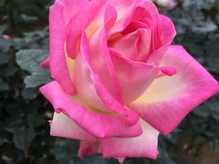 -人民公园(罗湖区)