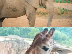 -杭州野生动物世界