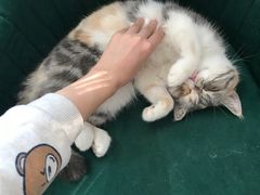 -平行世界·猫咖(首经贸店)