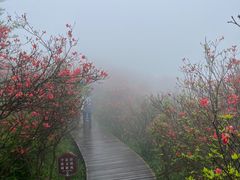-大围山国家森林公园