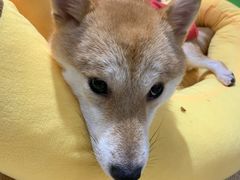 -逗柴咖啡屋·狗咖猫咖宠物桌游
