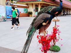 -西双版纳勐泐文化旅游区