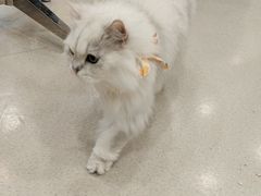 -共舞时光猫咖·狗咖(新街口店)