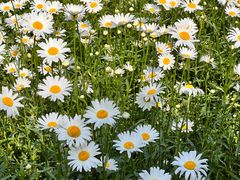 -石家庄市植物园