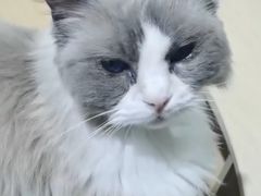 -鼓捣猫呢主题猫咖店