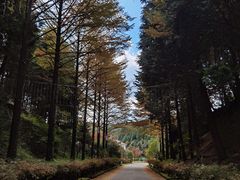 -四明山国家森林公园