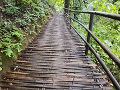 -西双版纳原始森林公园