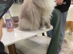 -安格丽娜·狗咖·猫咖羊驼咖(春熙路百盛商场店)