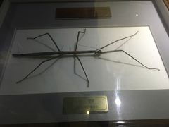 -上海昆虫博物馆