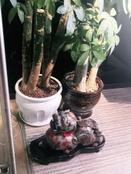 -YASAKI国际舞蹈中心