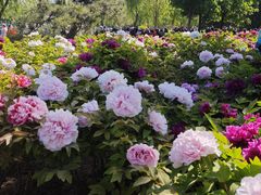 -莲花池公园