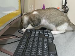 -创凡宠物医院·骨专科  猫科中心(西乡分院)