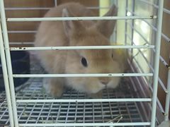 -宠物兔专门店(天丰利市场店)