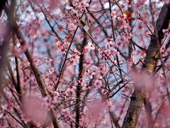 -白塘生态植物园