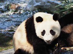 -卧龙中华大熊猫苑神树坪基地