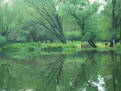 -上海共青森林公园