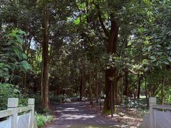 -南宁良凤江国家森林公园