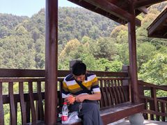 -铁山坪森林公园