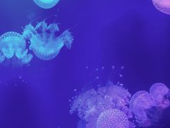 -福州罗源湾海洋世界旅游区