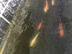 -迪茵湖田家舍生态农场