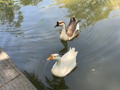 -洛阳市隋唐城遗址植物园