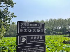 -合肥滨湖国家森林公园