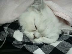 -伟伟宠物医院·CT影像中心·瑞派犬猫综合性门诊(汉口总院)