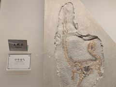-辽宁古生物博物馆