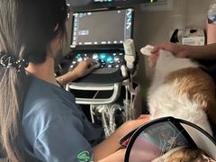 -东莞宠友24H宠物中心医院·转诊夜诊·异宠(新河北路院)