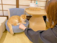 -逗柴咖啡屋·狗咖猫咖宠物桌游