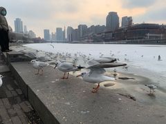 -海河游船(古文化街码头)