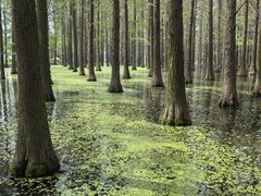 -渌洋湖湿地公园
